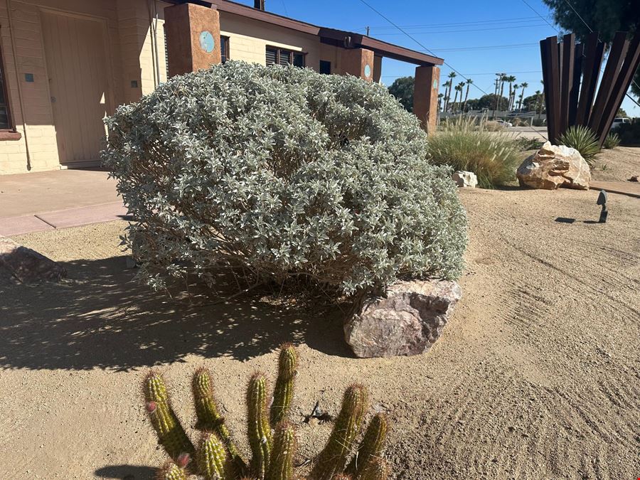 Black Cactus Twentynine Palms