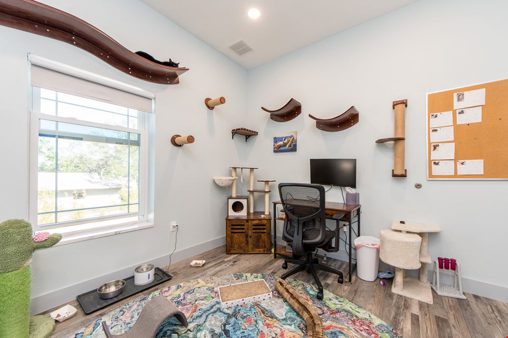 Feline Focus Room
