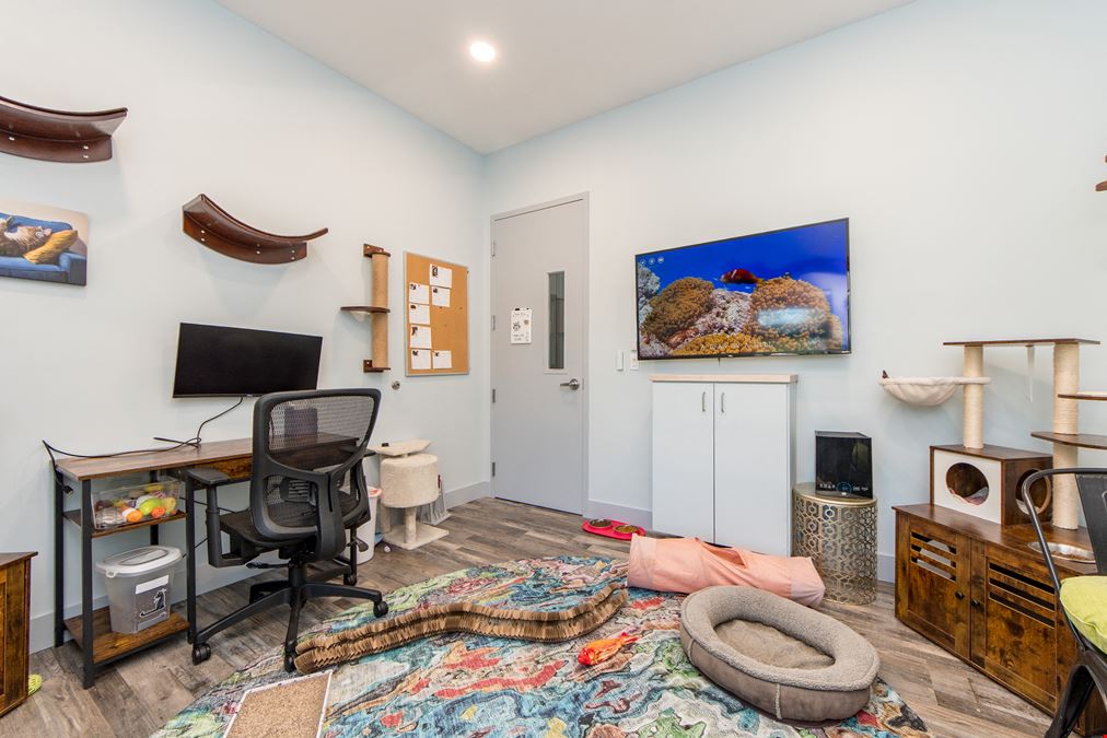 Feline Focus Room