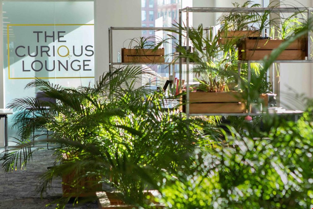 The Curious Lounge