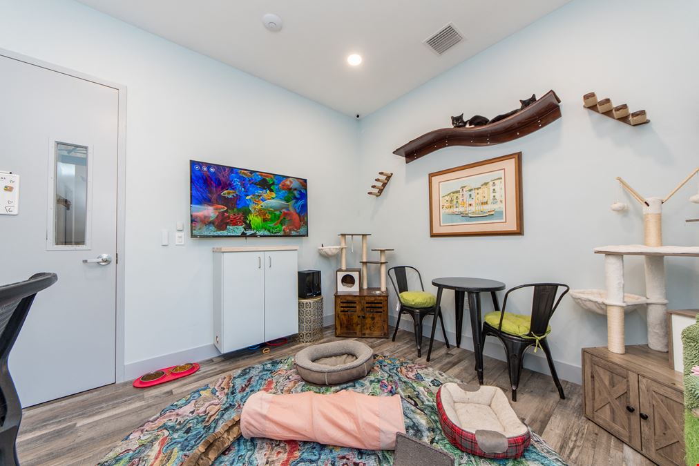 Feline Focus Room
