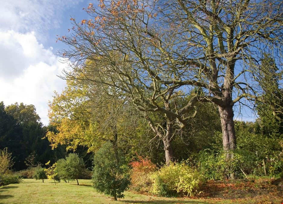 Airivo - Chislehurst