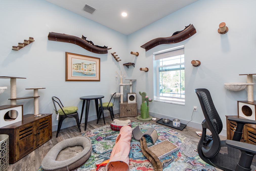 Feline Focus Room
