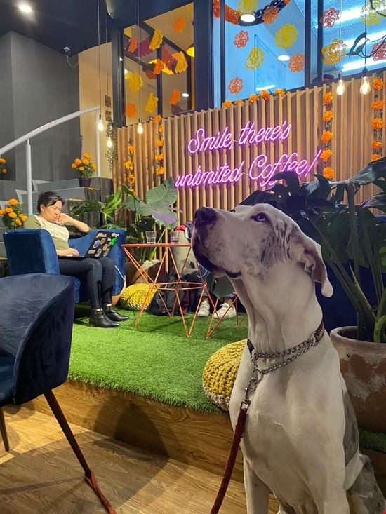 Preview of Chez Vous Parque Hundido Office space for Rent in Mexico City